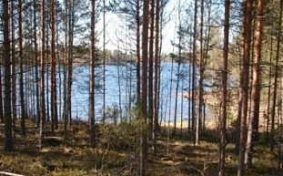Красивый участок на берегу озера Saimaa недалеко от Ruokolahti - код 33877