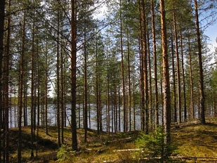 Участки на берегу озера Vääräjärvi, в Ruokolahti - код 2782