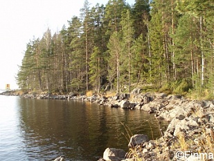 Два участка на берегу озера Pyyvesi в Savonranta - код 22764
