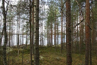 Участки в сосновом лесу на берегу Saimaa недалеко от Ruokolahti - код 42166