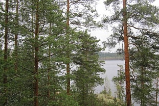 Два южных участка на берегу озера Pyyvesi недалеко от Savonranta - код 42266