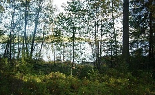 Участок на берегу озера Saimaa - код 33933