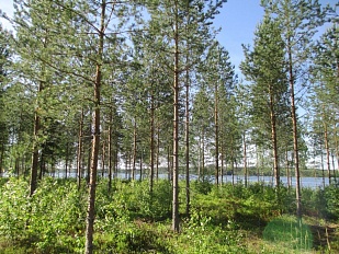                          3 смежных красивых участка на берегу озера Saimaa - код 31589