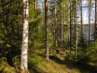 Участки в Ruokolahti на берегу  озера Suuri-Kivistöjärvi - код 6125
