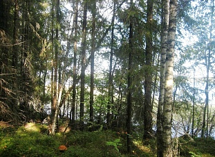 Два участка на берегу озера Louhivesi, которое входит в систему озер Saimaa - код 44450