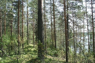 Группа участков на озере Ylinen недалеко от Ruokolahti - код 31954