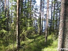 Участок на берегу чистейшего озера Pihlajavesi в Savonlinna - код 11878